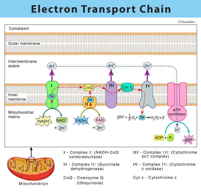 Methylene Blog Image 2