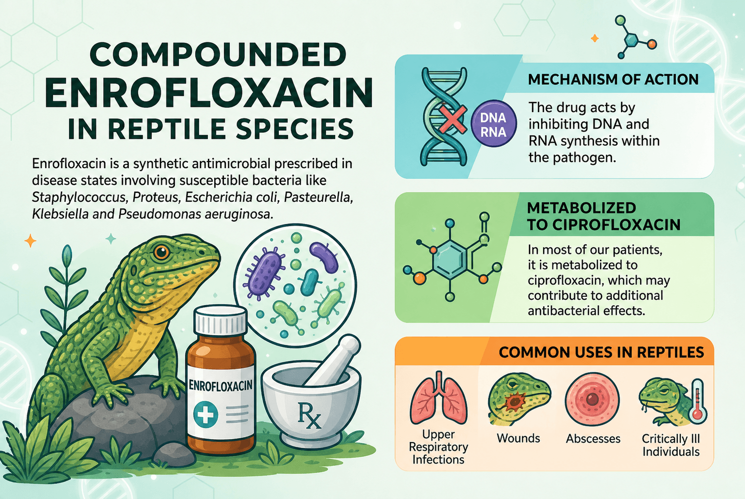 Compounded enrofloxacin in reptile species